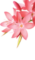Hints and Tips for Hay Fever Sufferers